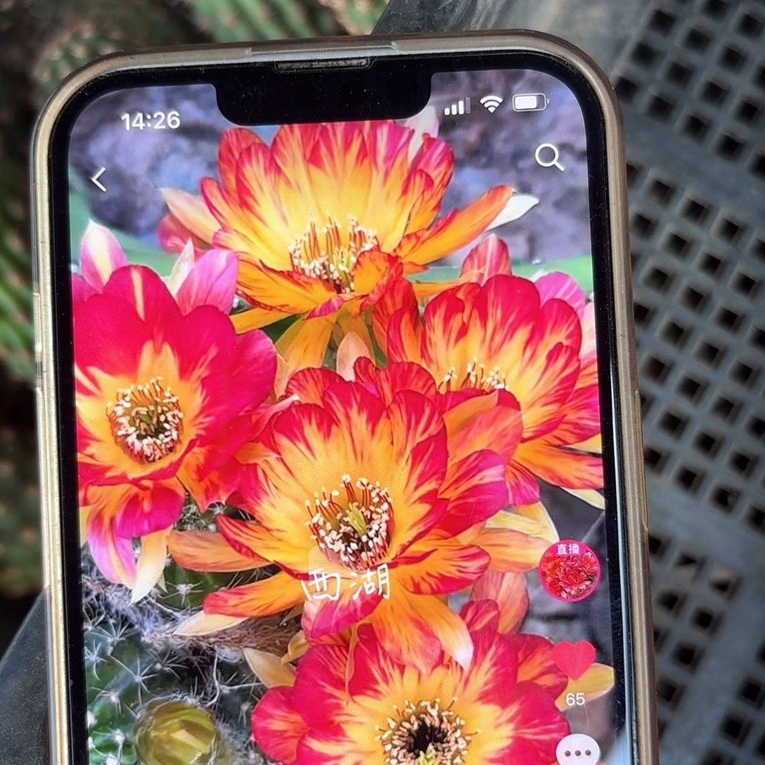 火焰风丽花侧牙20包邮仙人球5