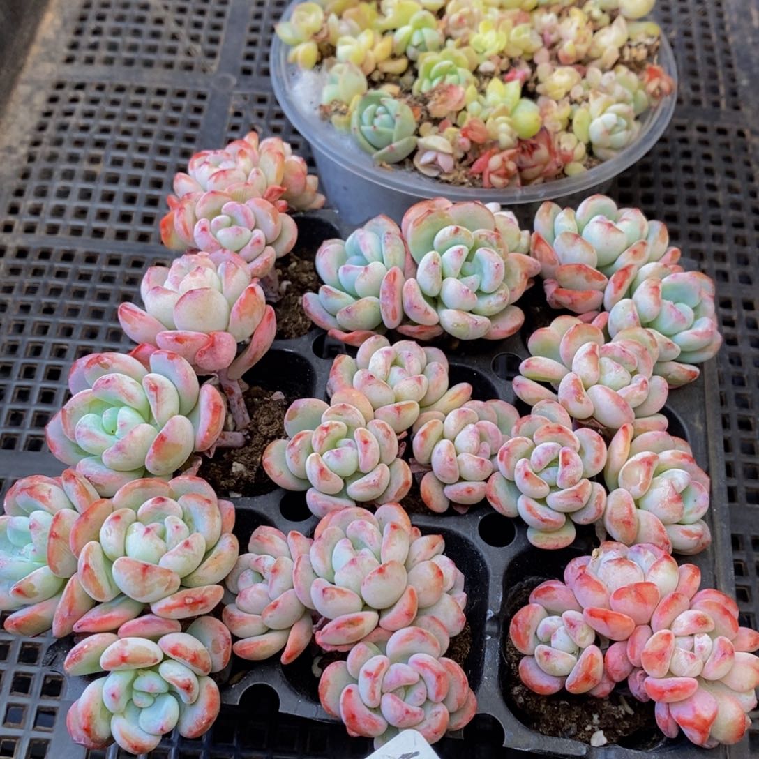 201多肉植物保护研究所所长助理