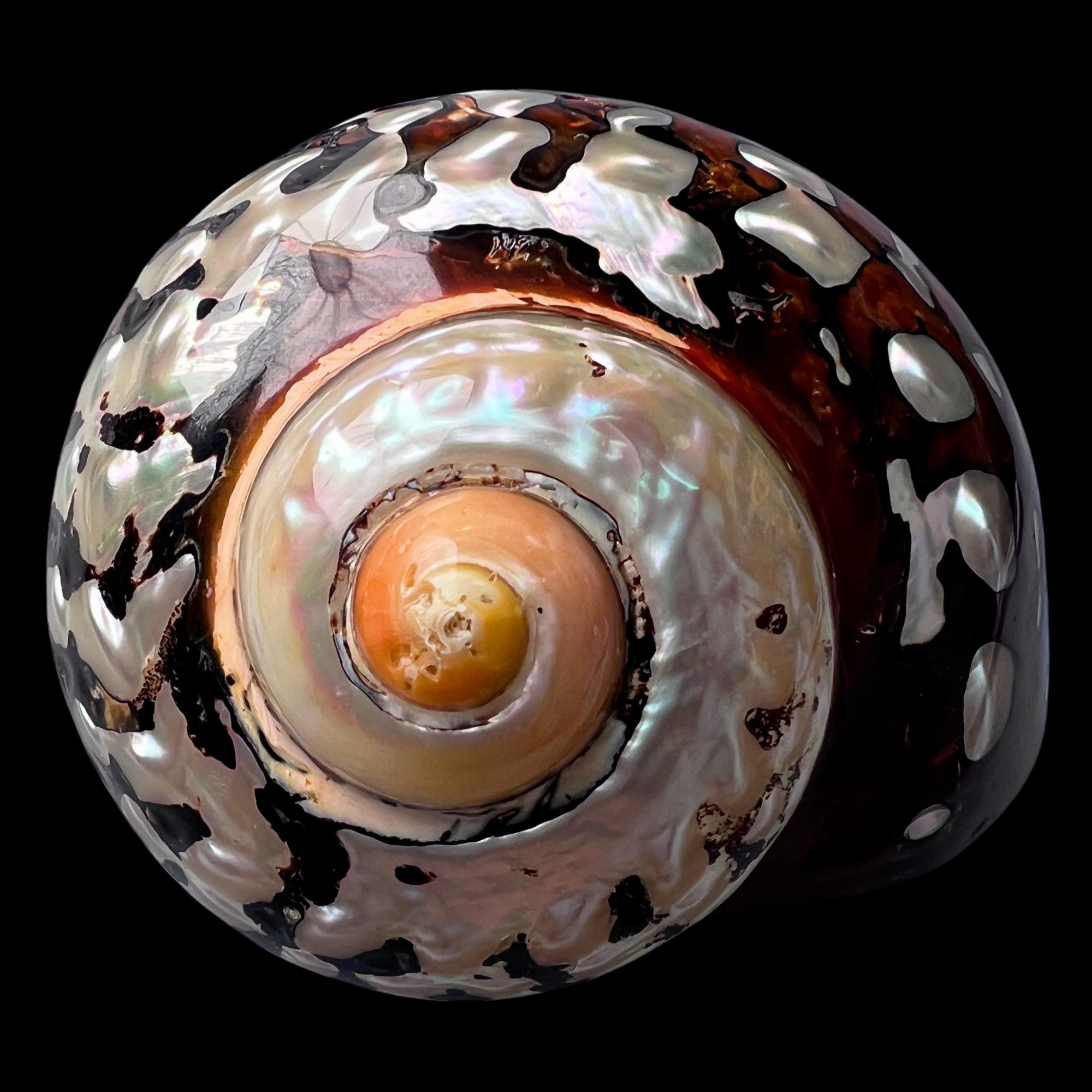 【南非酒杯（精品）】96.5mm 赠1串杯托 贝壳A10