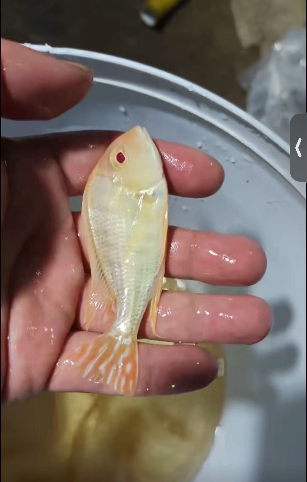 白化红头力热带观赏鱼