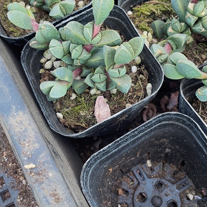 鹿角海棠2.8带盆