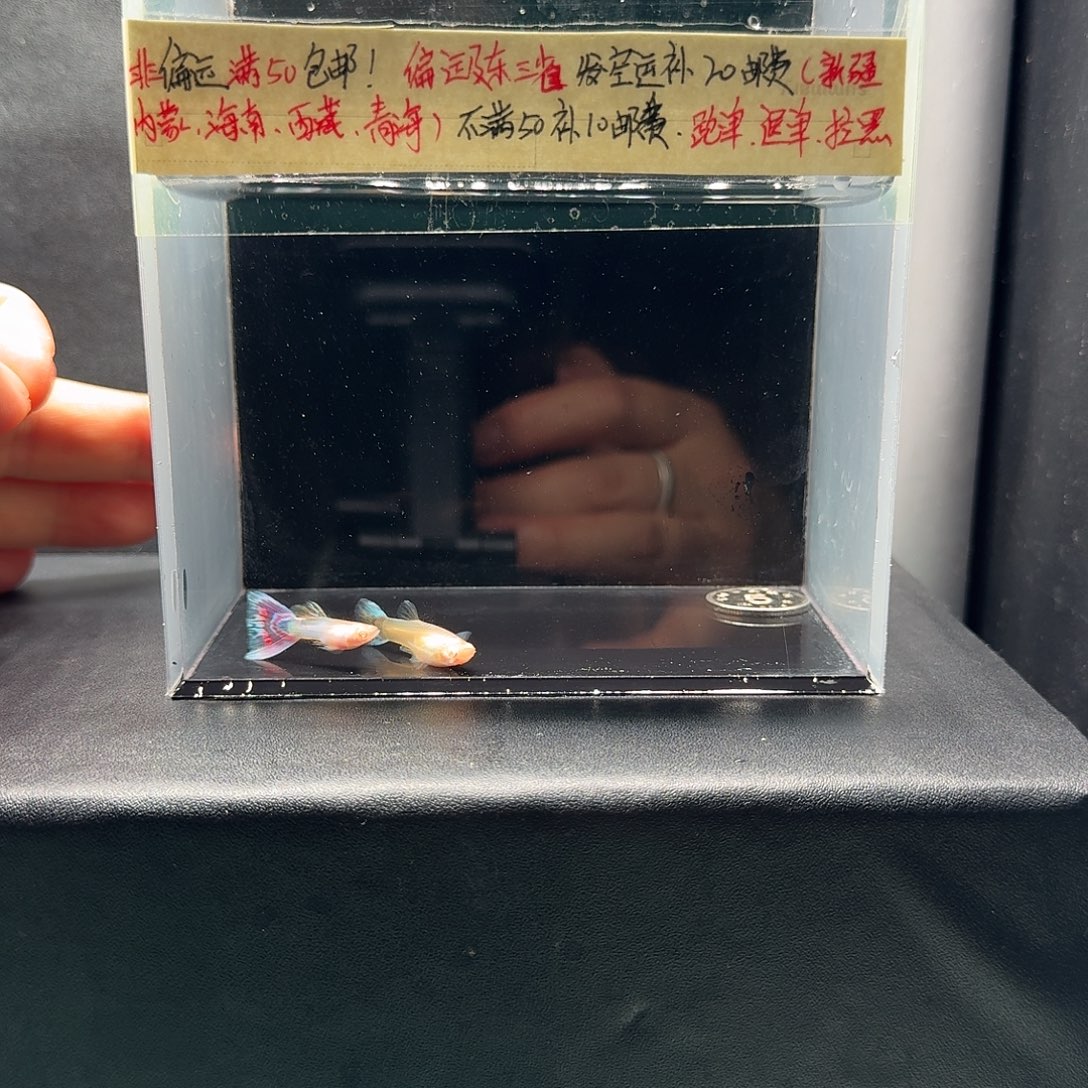 孔雀鱼新加蓝红马一对压成