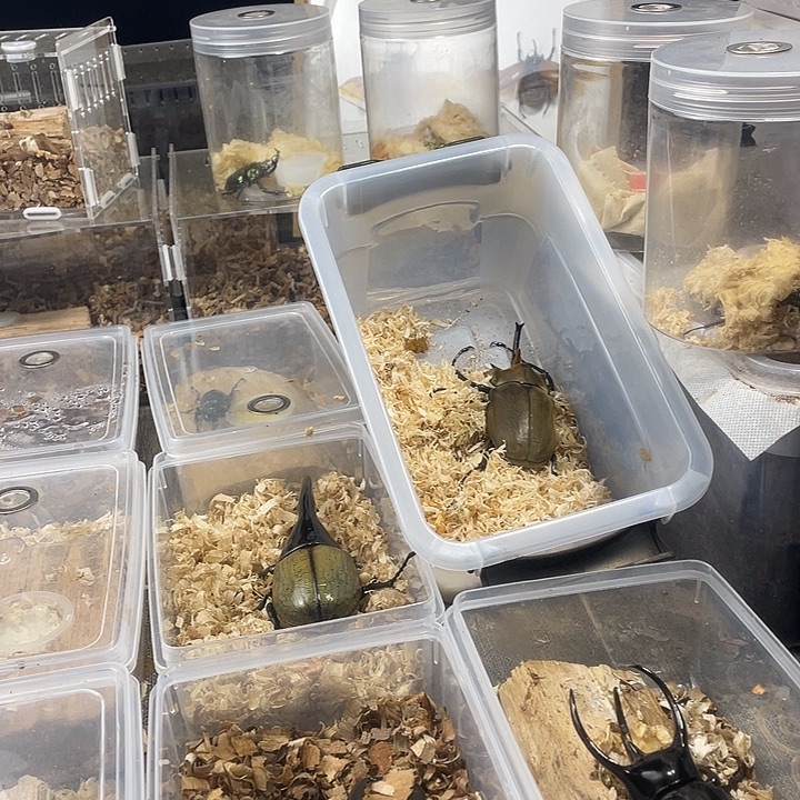 南洋大兜ccc亚种大角公虫一只