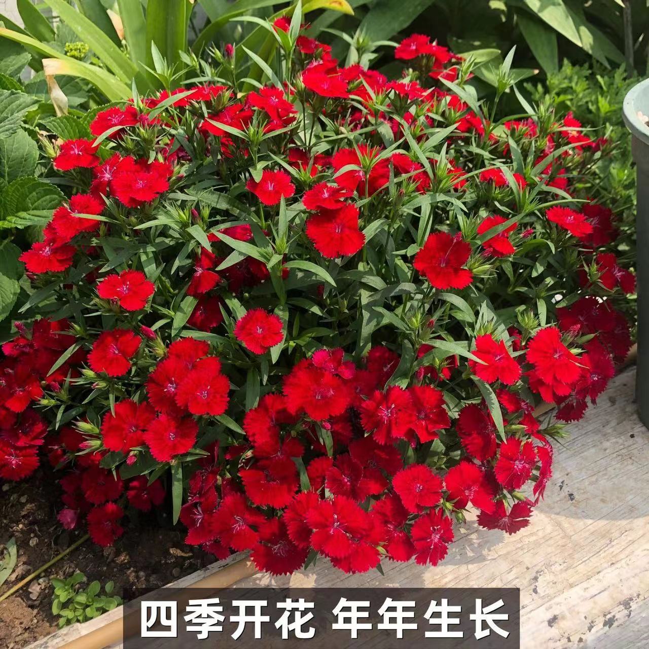 石竹四季开花盆栽地被植物耐寒庭院绿化基地直发花海玫红