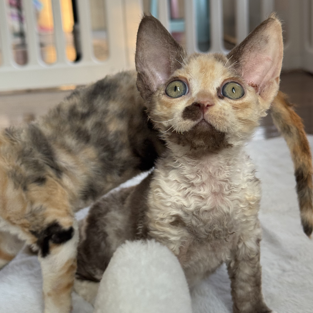 小美家德文卷毛猫三花萌妹