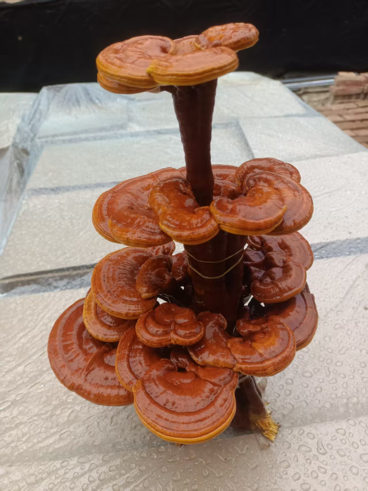 灵芝三层盆景摆件（三个菌包)