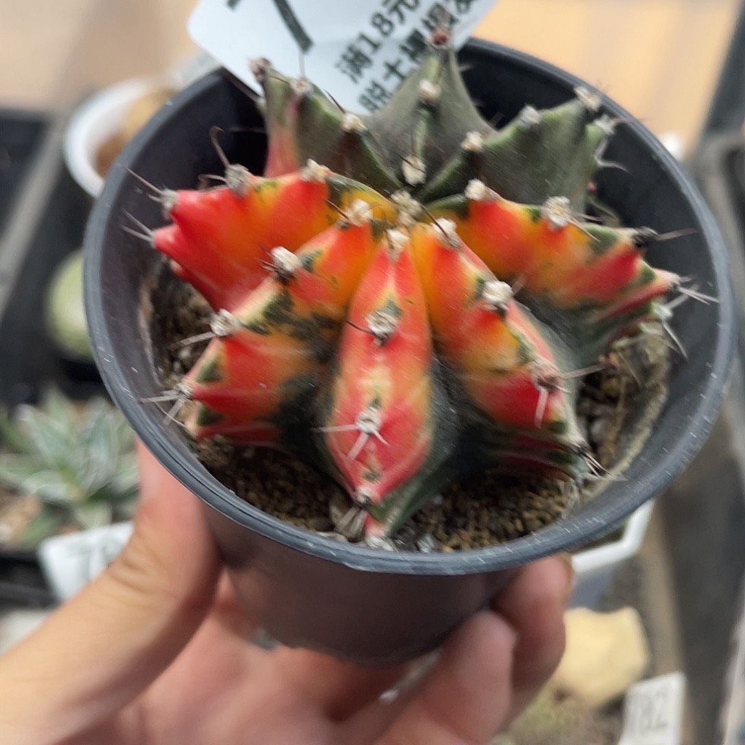 785牡丹锦（满18元包邮）