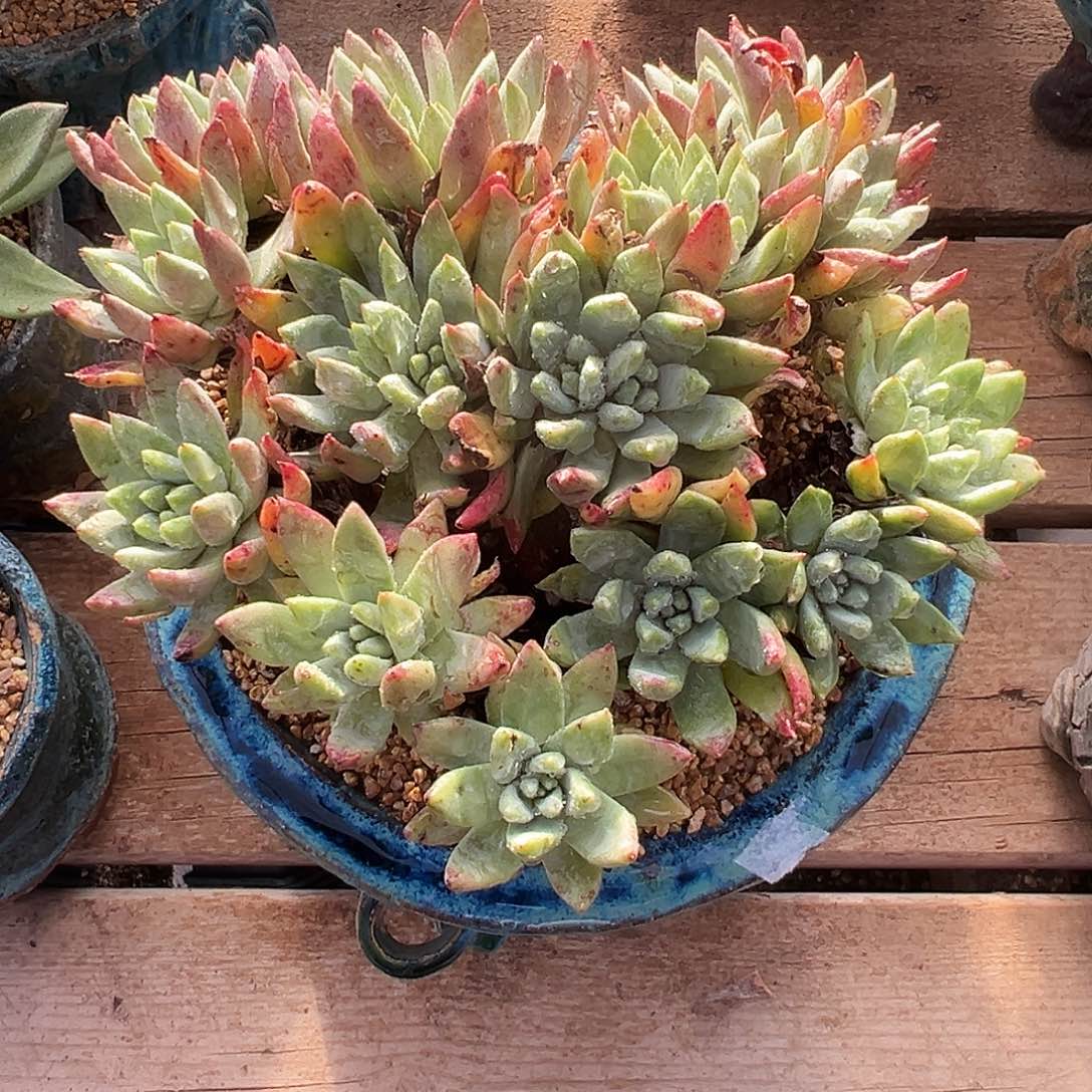 7615绿菊苹果叶仙女杯