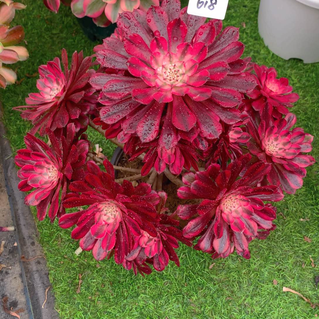 武****明618月亮女神精品法师多肉