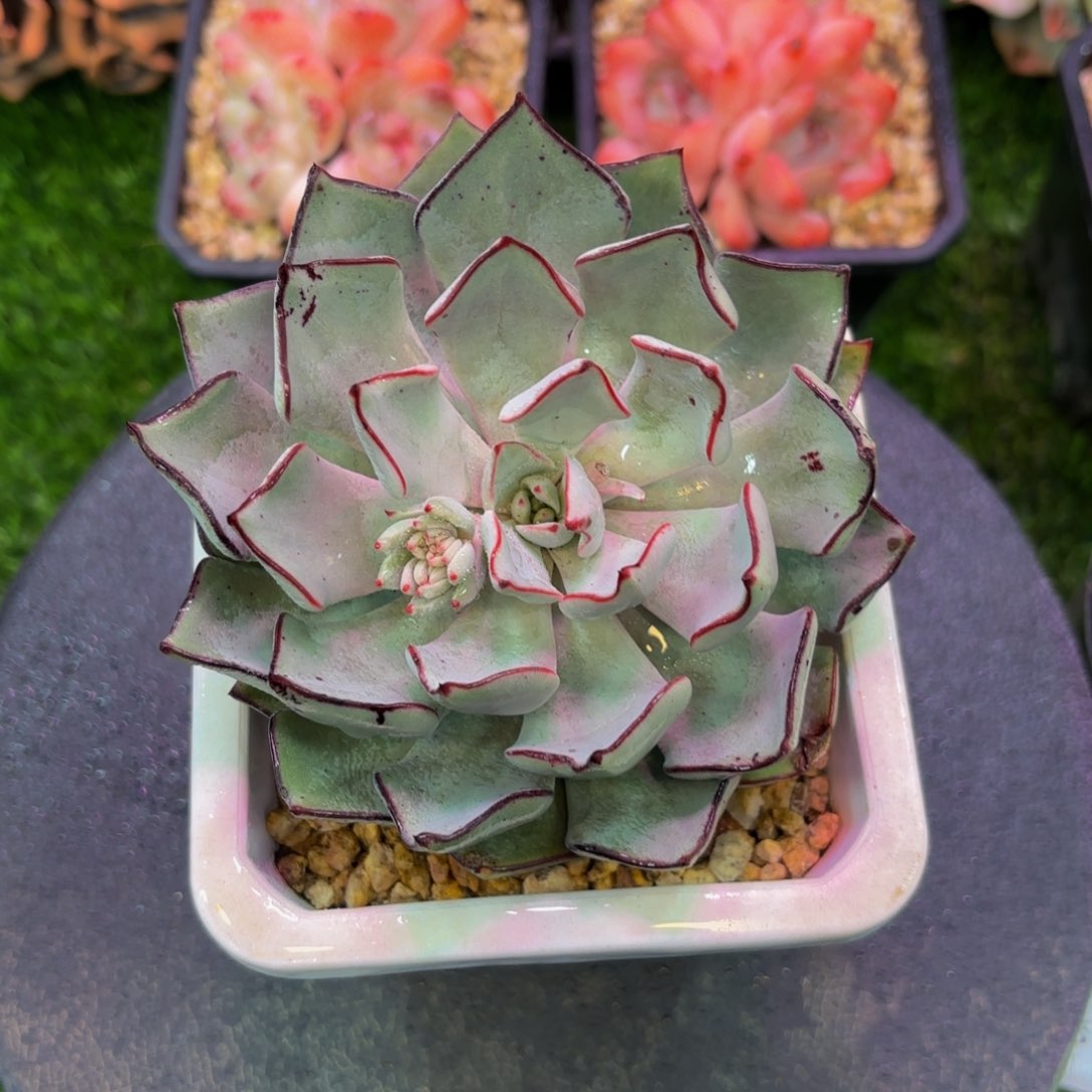 三*牛Hfxcbkhfddhjoufxvb