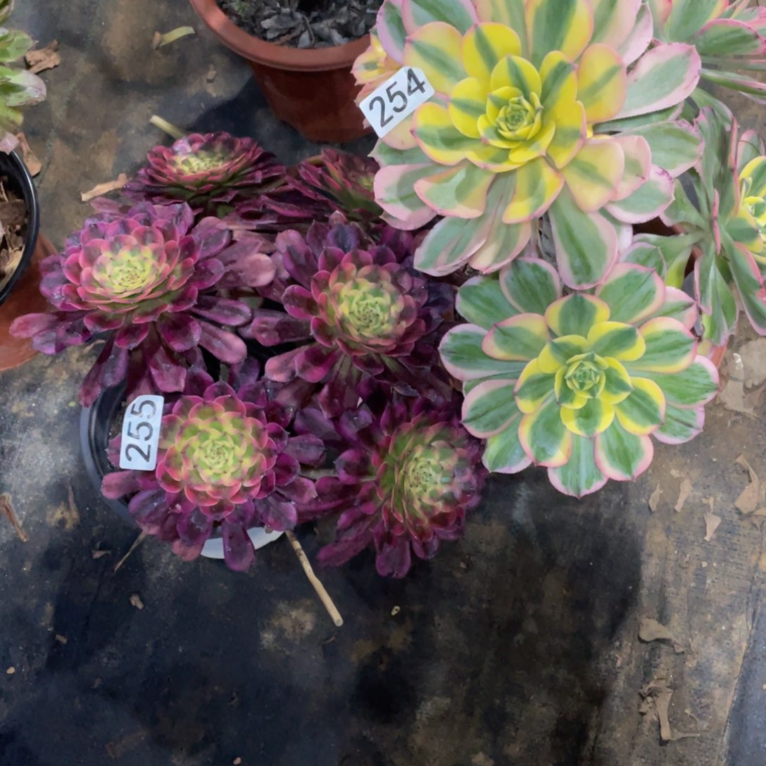 ?****?254-255两颗111111多肉