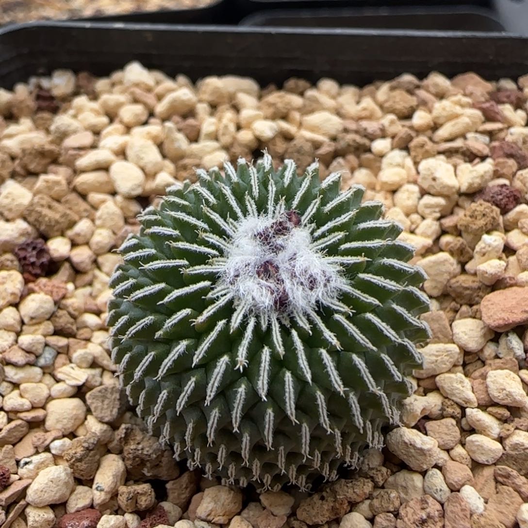 018实生刺缀精巧殿多肉2.3厘米