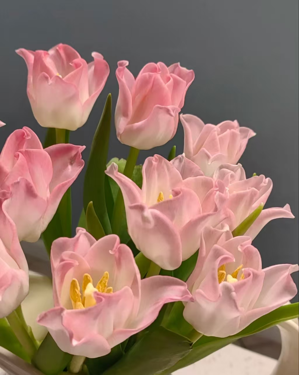 三岁花集-基地郁金香 贝尔10支 （带包装壳醒花）（一单顺丰冷链） 