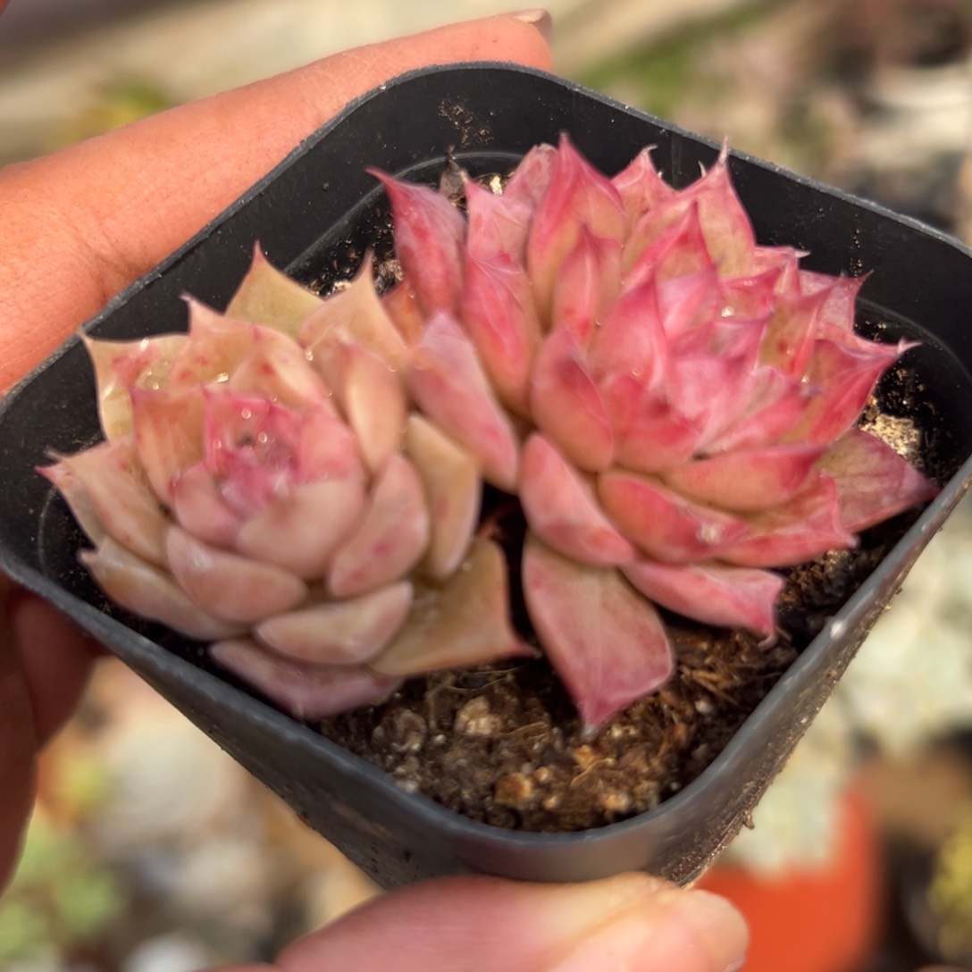 多肉植物多肉植物