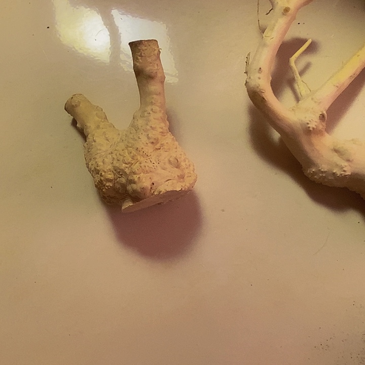 乐***乐黄杨木等多种木材