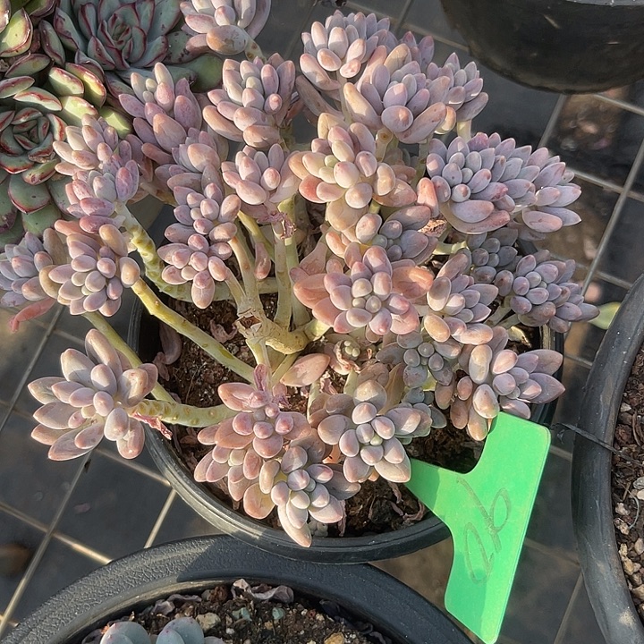 两单包邮，一物一拍90微瑕