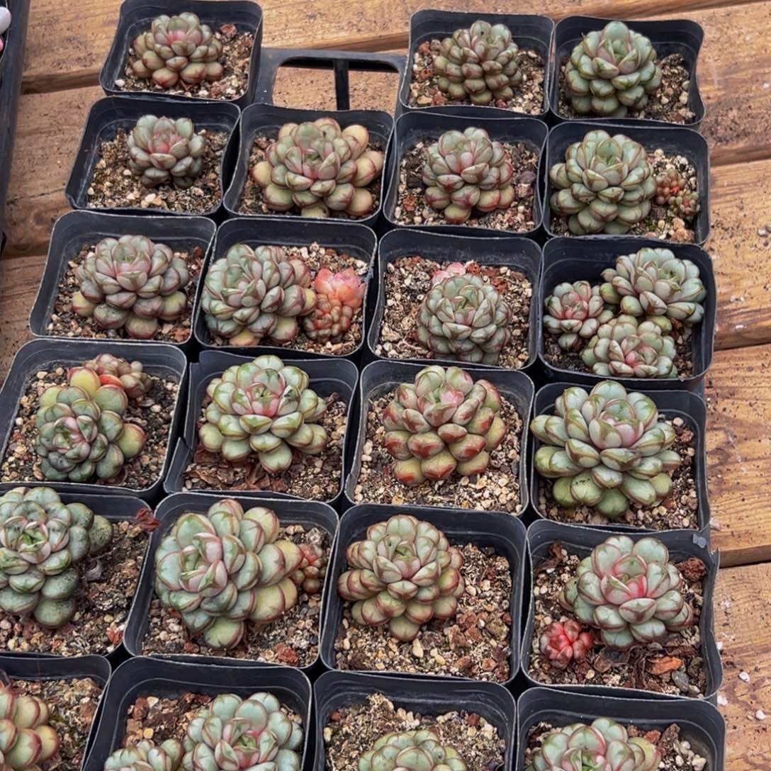 171多肉葡萄的价格是多少啊哈哈