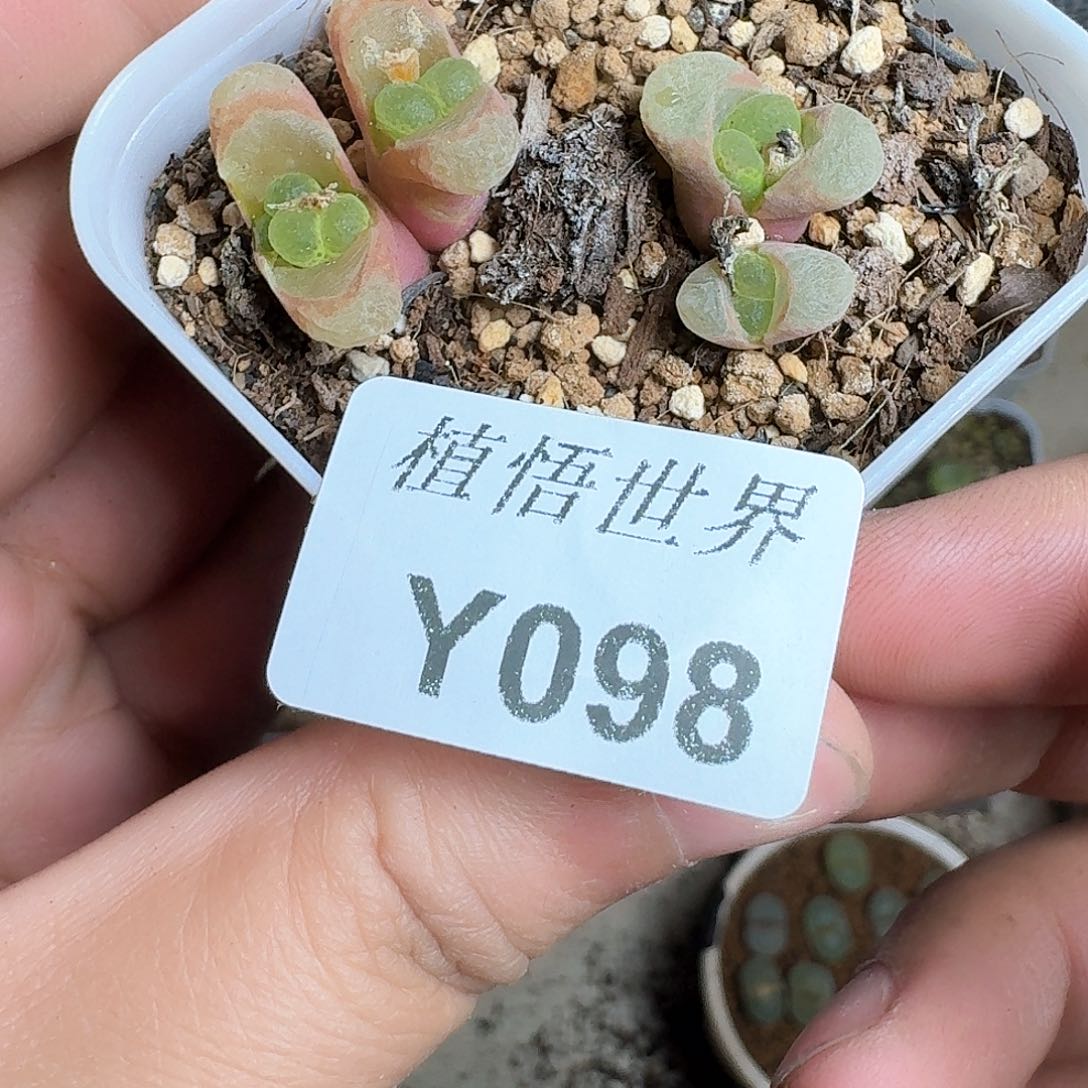 098号多肉植物哇f f