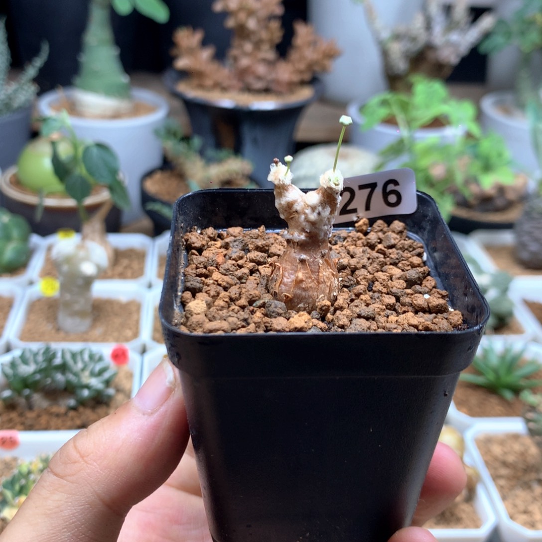 派马厚敦菊母本多肉带盆276