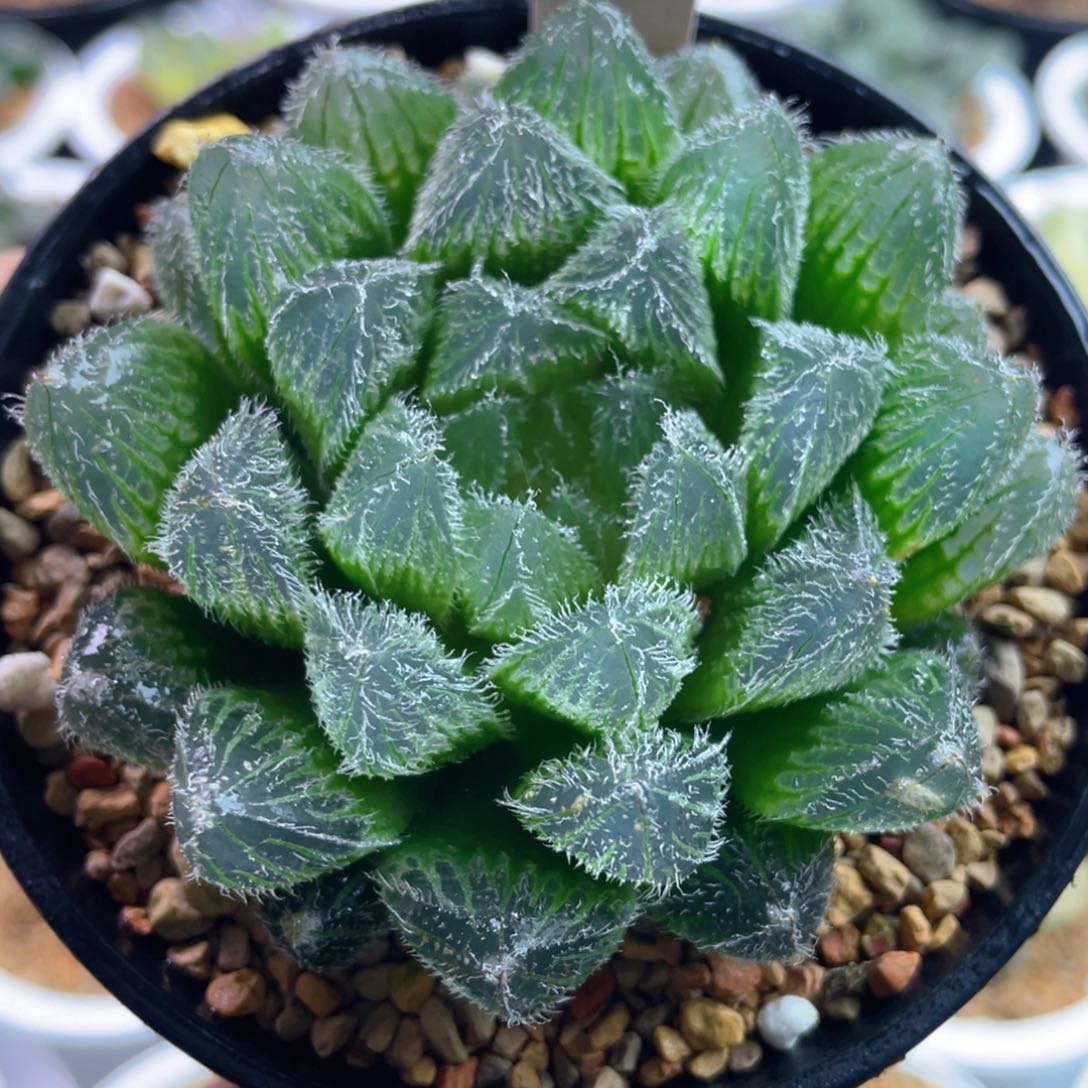 9.十二卷多肉实生毛玉露。    