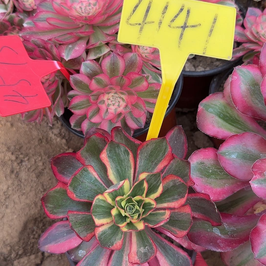 4141---魅影多肉植物