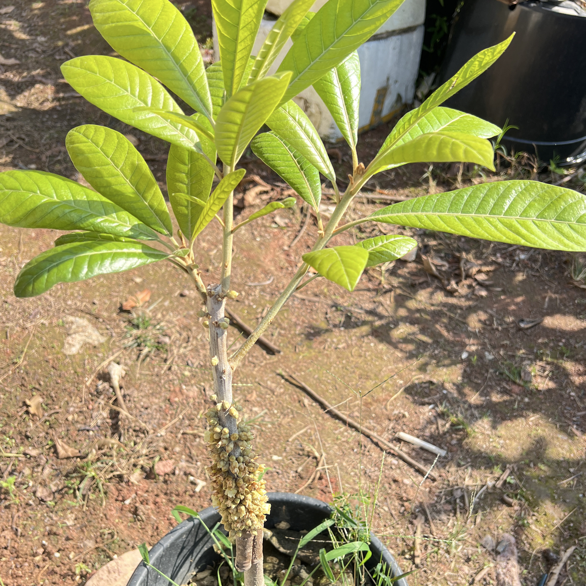 妈咪果马嘉纳中小苗地栽盆栽楼顶