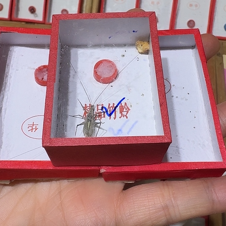 柒***後蟋蟀冬大黄蛉中长须2只黑紫一只