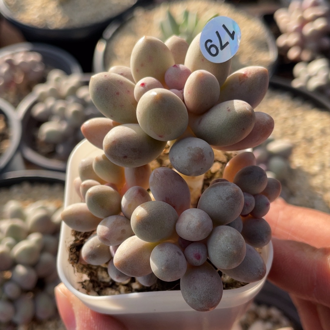 仙子奶酪带盆发货奶尖