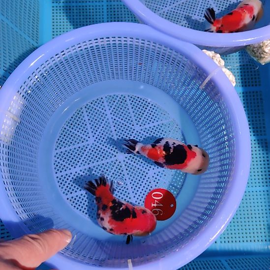 金鱼046兰寿两只特价顺丰包邮