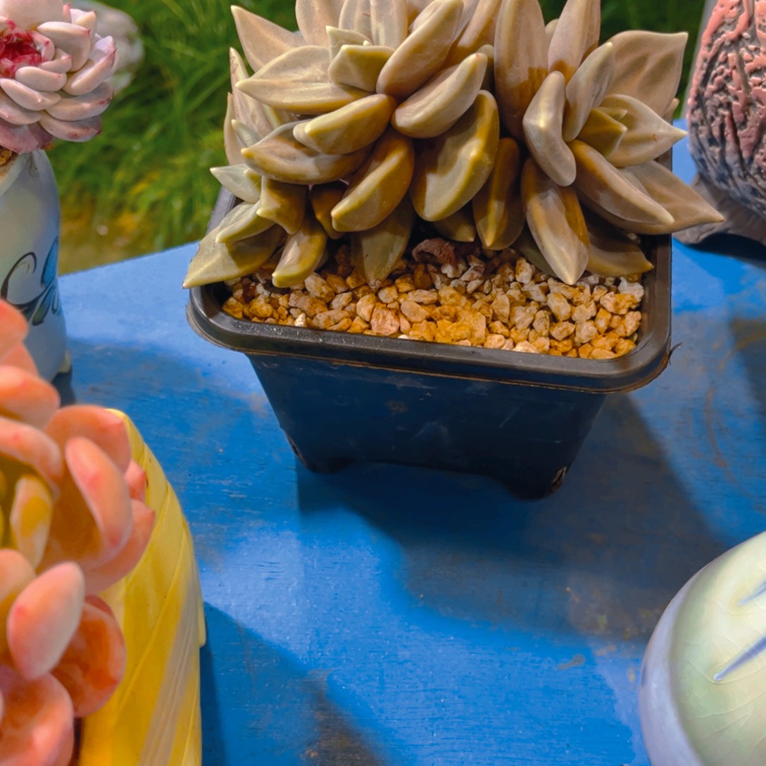 抗***克多肉植物保护研究所所长的