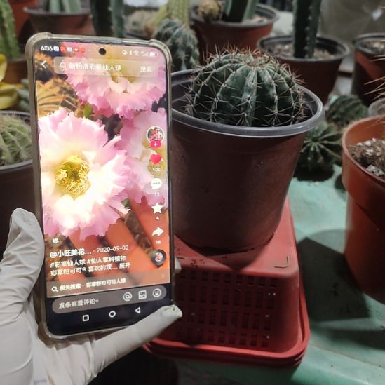 仙人球粉可可带根带盆