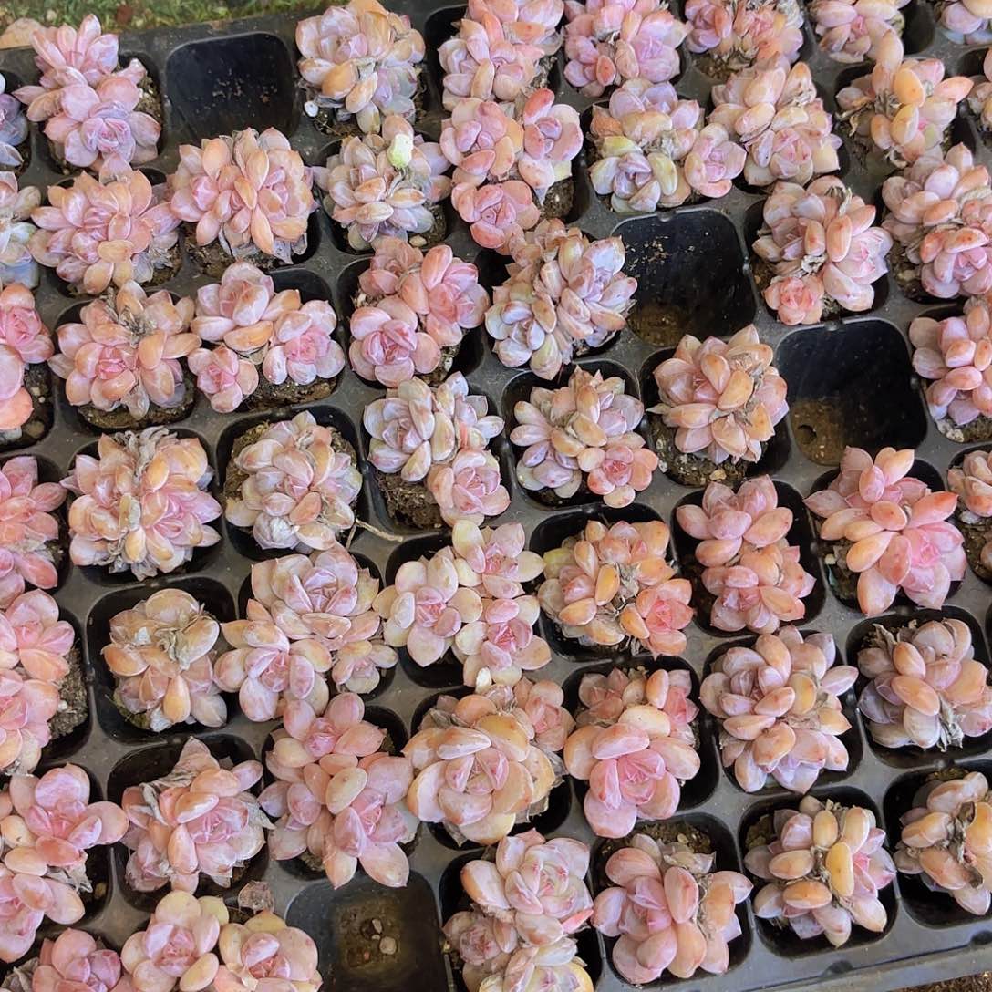 星影群一颗量拍啊