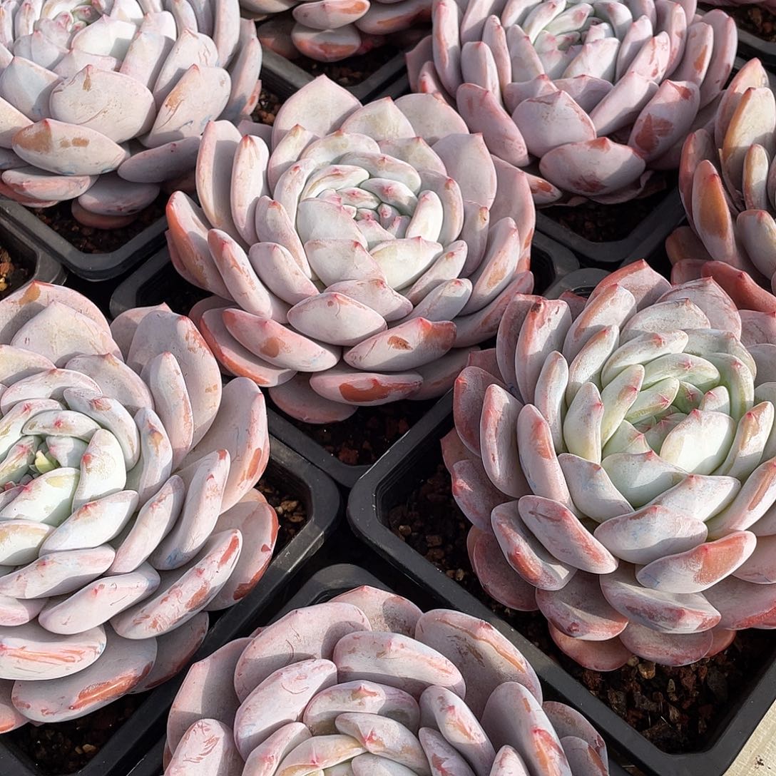 奶盖精控单头14厘米可挑