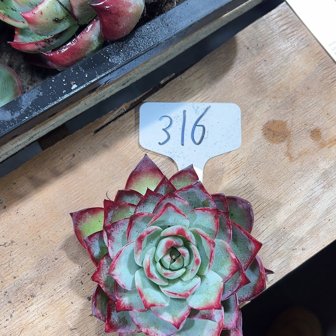 月***月惊鸿仙子一物一拍316号