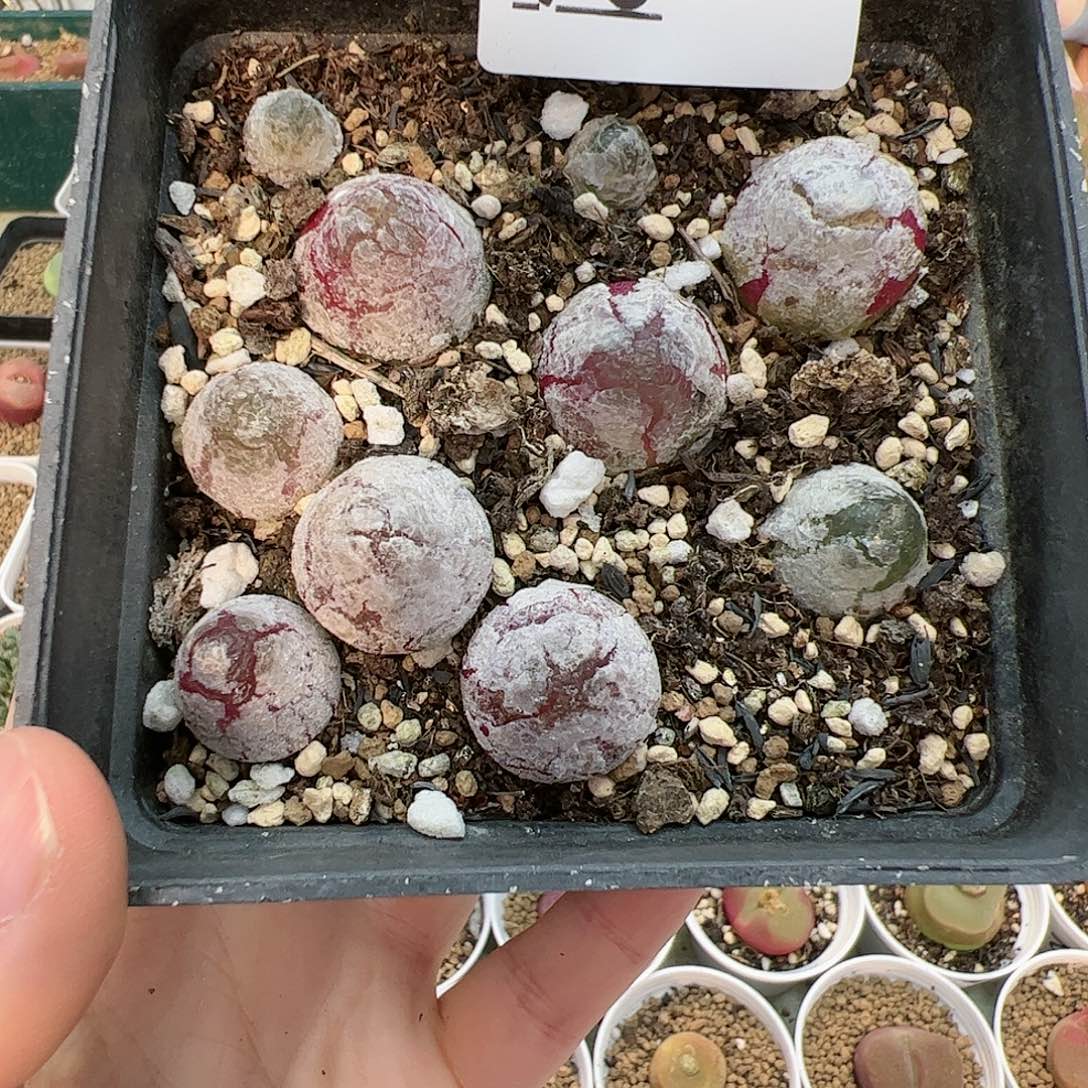 【闪购商品】90 新年福利