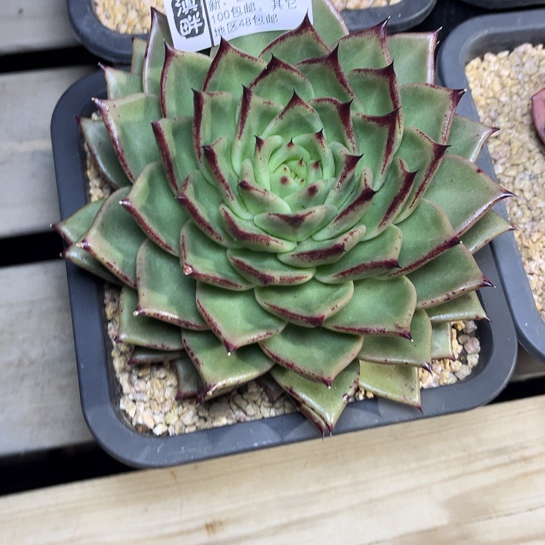 278……………………………………冬云