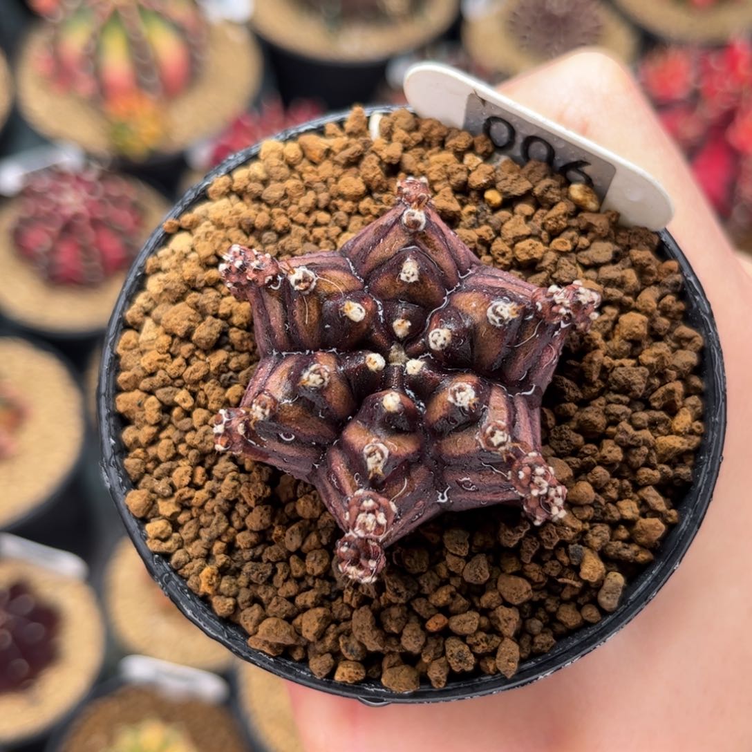 六棱 米哈仙人球