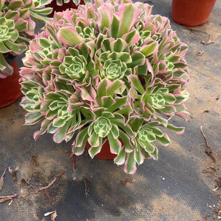 652白凤法师多肉断枝不售后