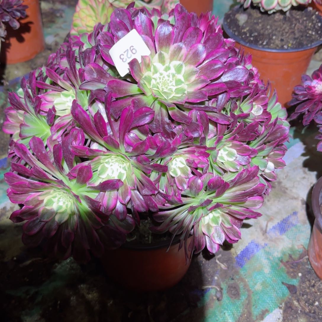 天合法师多肉932