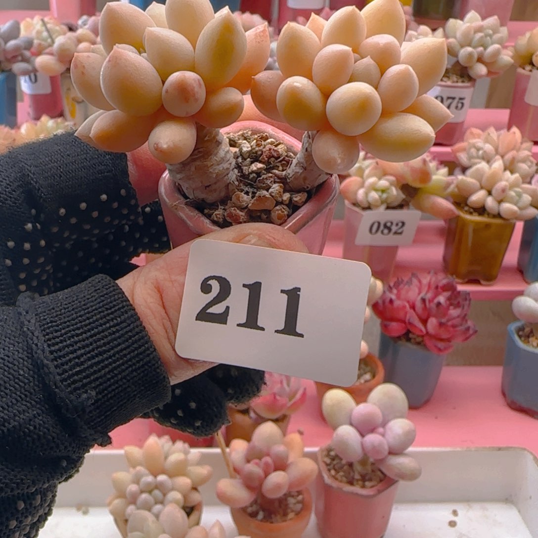 雪彼211 ，带盆土发货，满38包邮非偏远。