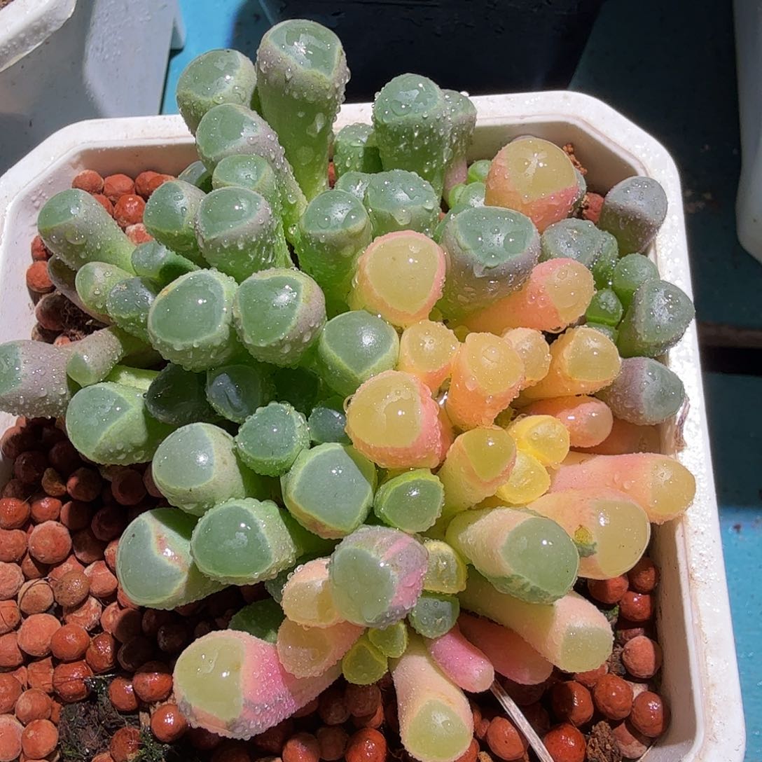 五十铃玉锦，多肉植物