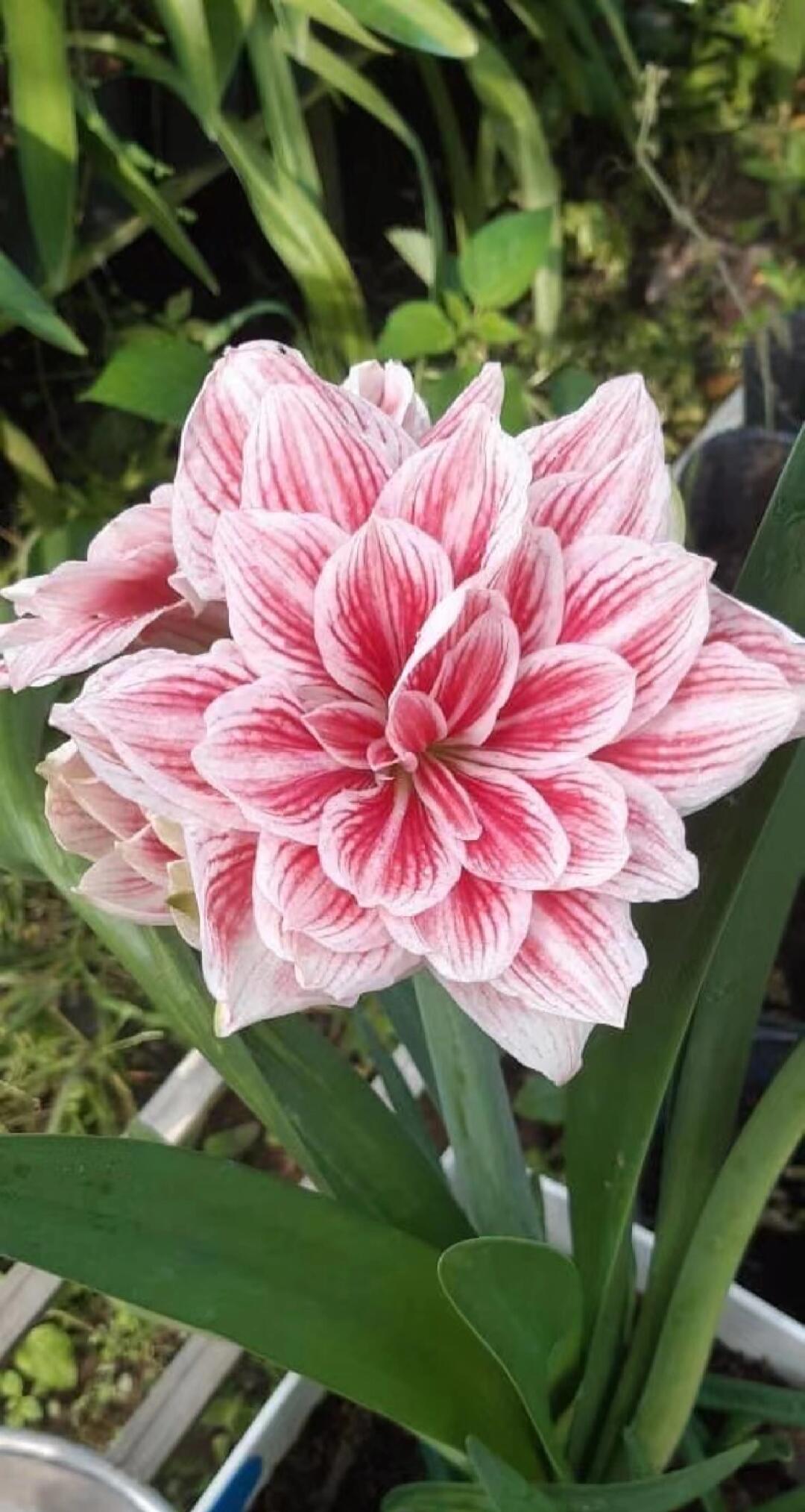 粉色奶油朱顶红包对版