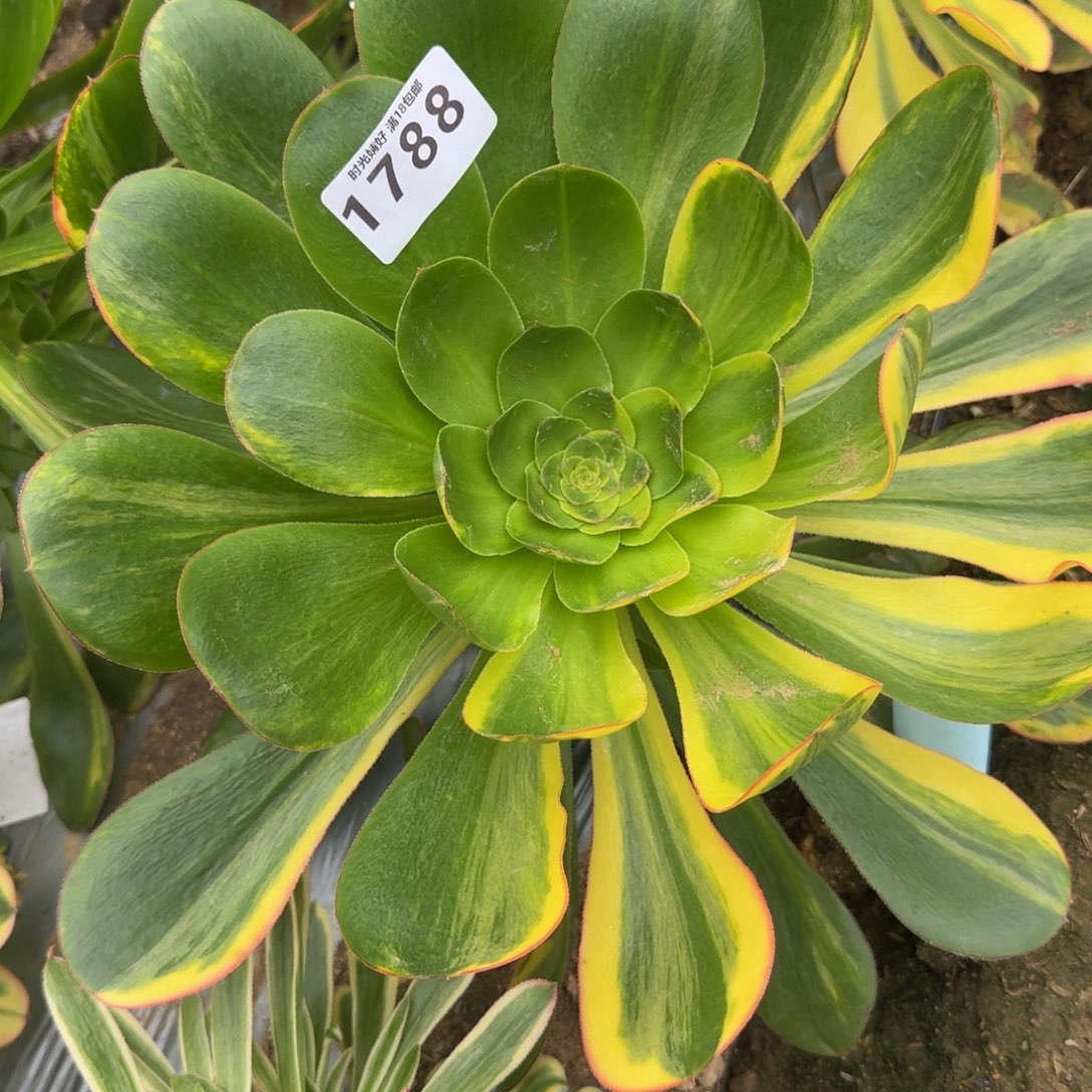 1788燕姿花脸。多肉植物