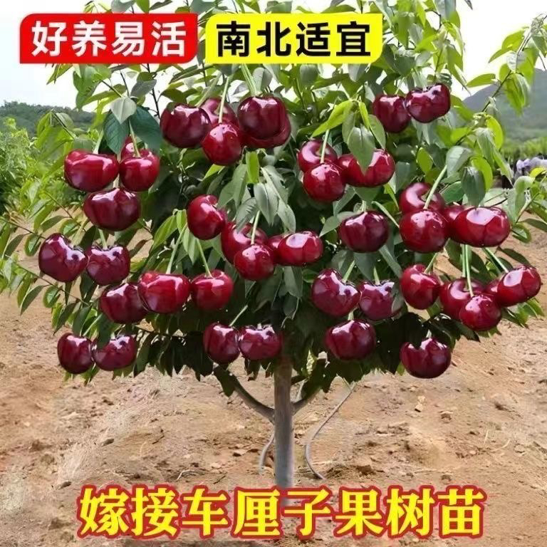 车厘子树苗嫁接正宗特大樱桃树苗盆栽地栽抗寒南北方种植当年结果