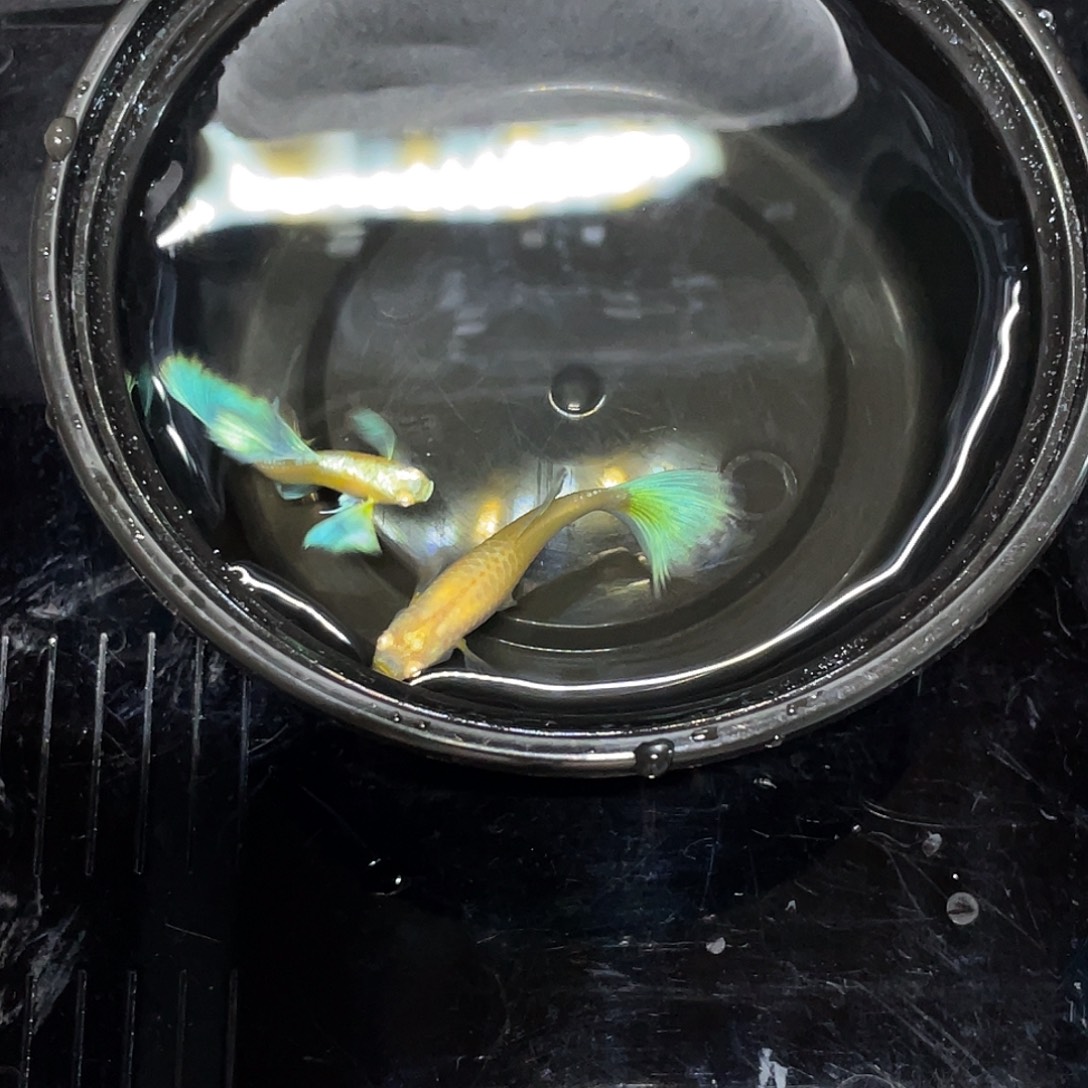 孔雀鱼蓝白鸥翼飞船