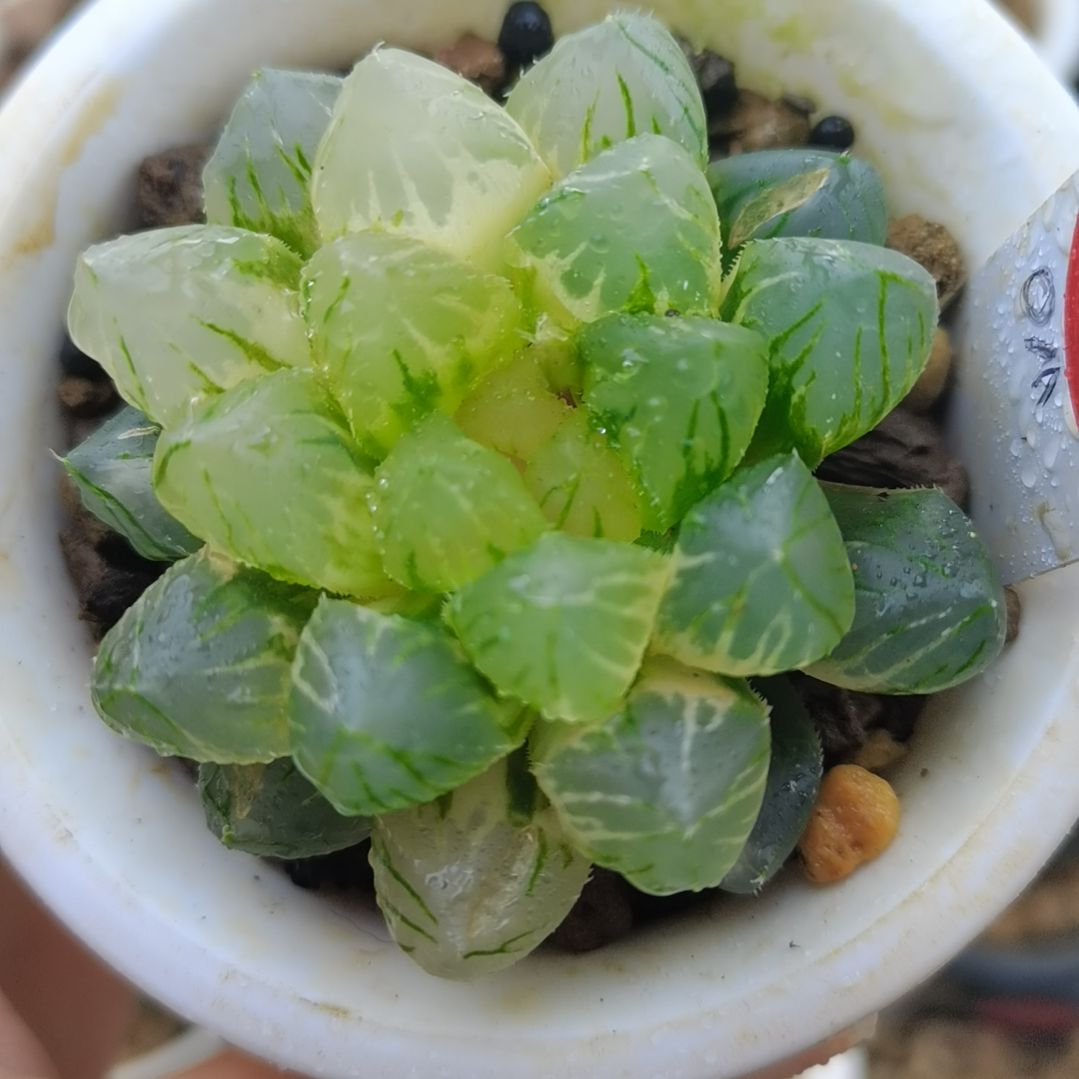 423号OM玉露锦一物一拍带盆土发货