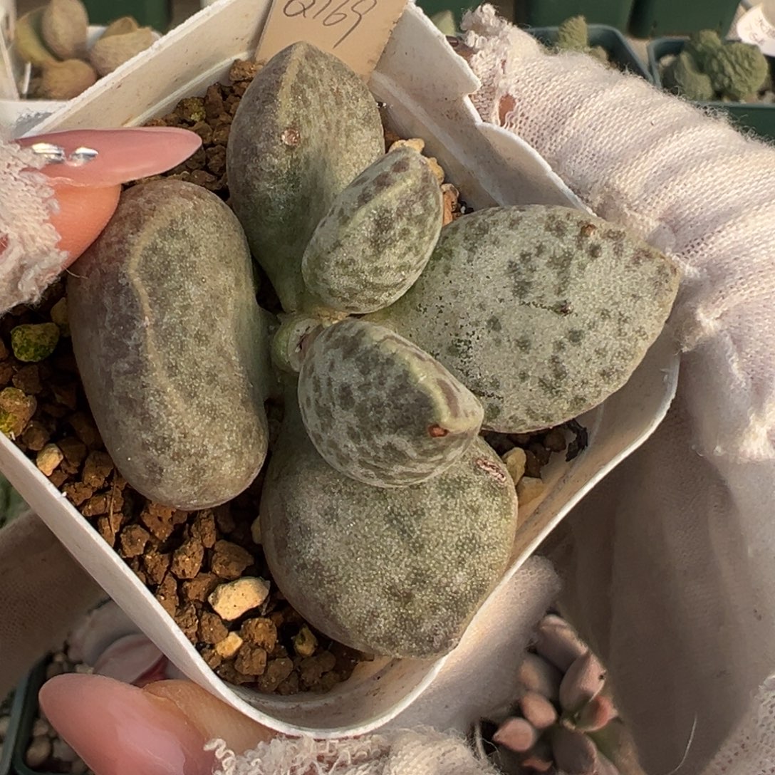 554胖嘟嘟一颗杂交实生老桩