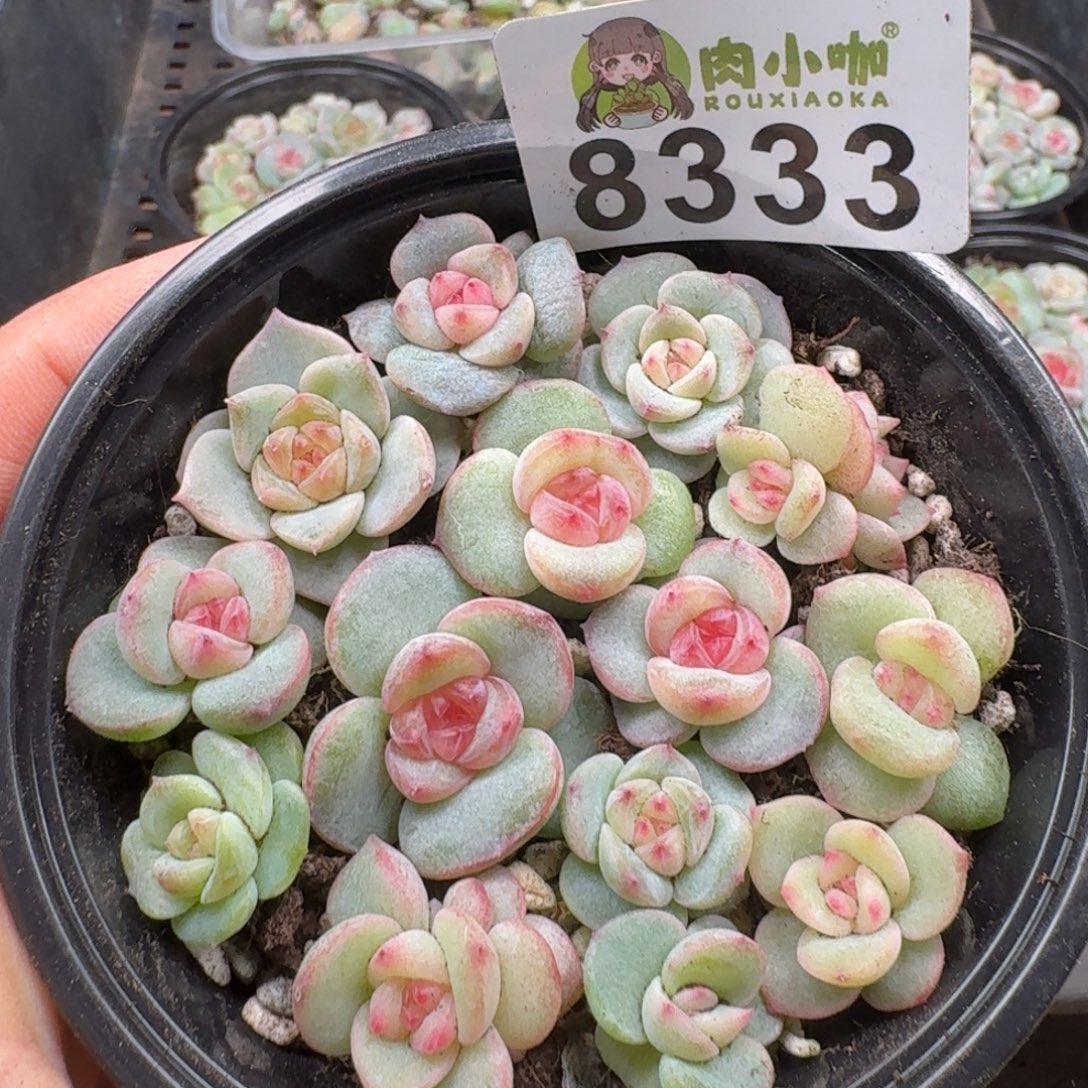多肉植物多肉植物