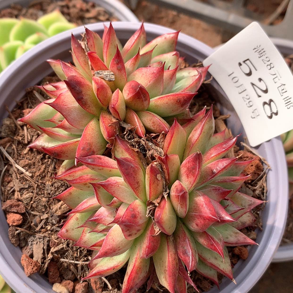 【闪购商品】云528号