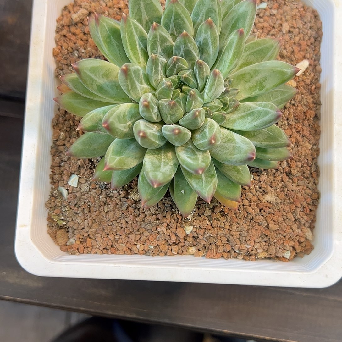 佳****青花雪一颗肉肉看看